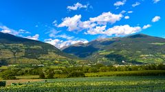 Vinschgau im Sommer - Apfelplantagen