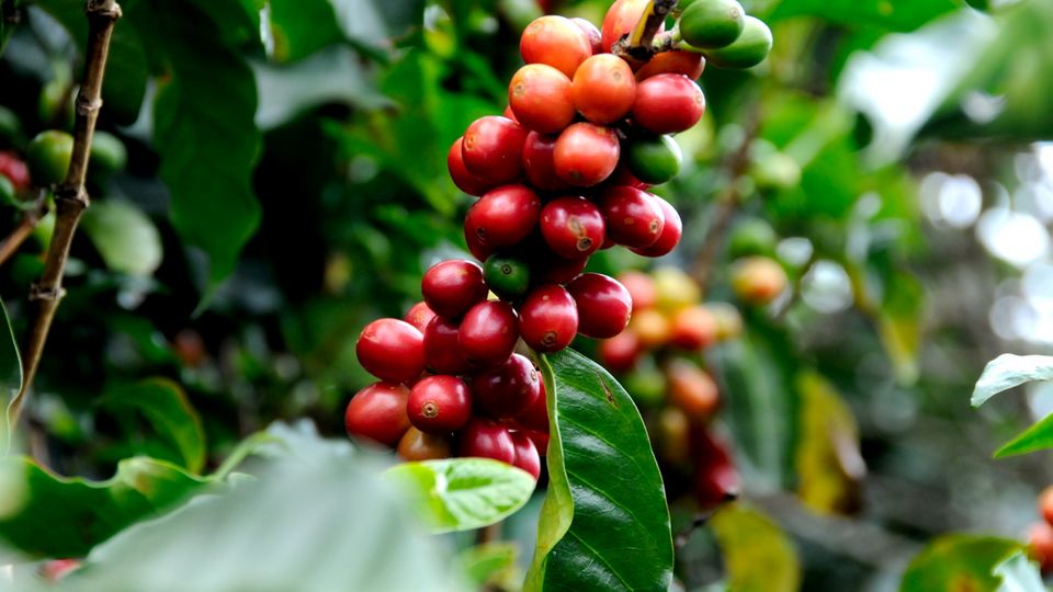 Kaffee aus Costa Rica