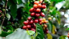 Kaffee aus Costa Rica