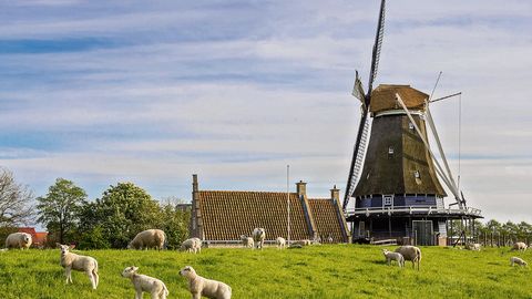 Windmühlen und Deich in Medemblik