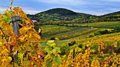 Kahlenberg Weingüter