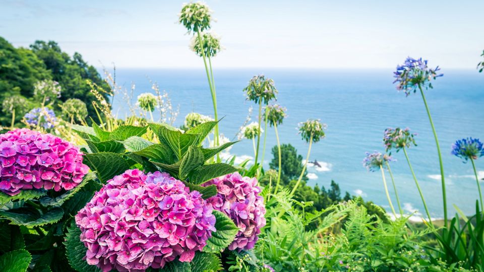 Botanischer Garten, Madeira