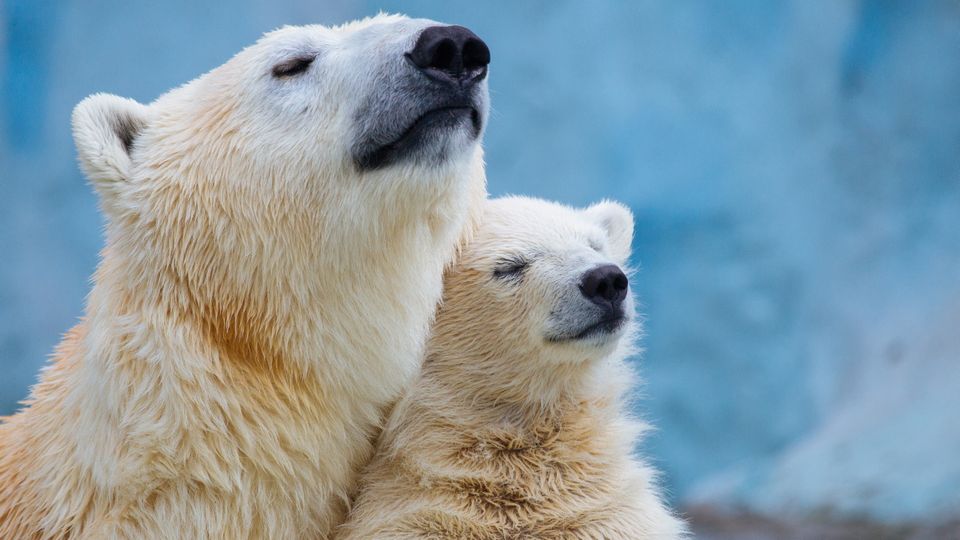 Polarbär kuschelt sich warm