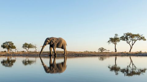 Elefant bei einer Afrika Reise mit sz-Reisen