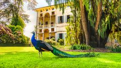 Pfau Isola Madre