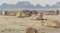 Robben auf einer Sandbank im Oosterschelde Nationalpark