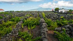 Weinfelder auf Pico 