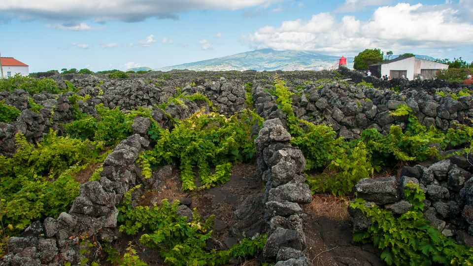 Weinfelder auf Pico 