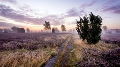 Lüneburger Heide, Wacholderheide