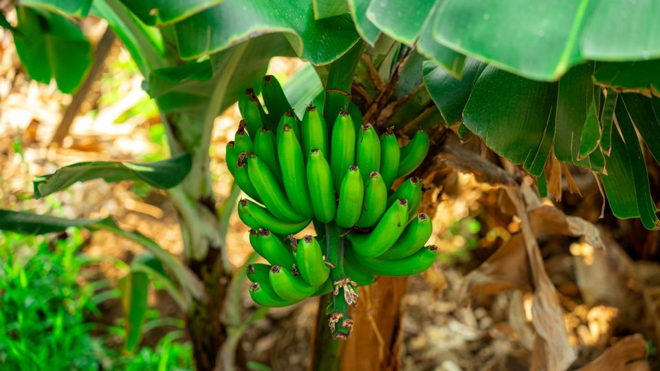 Bananenplantage auf Madeira