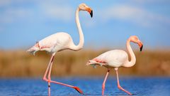 Flamingos in der Camargue