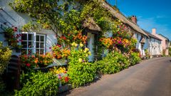 Dorset