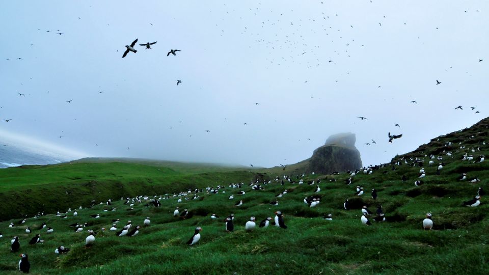 Vogelkolonie