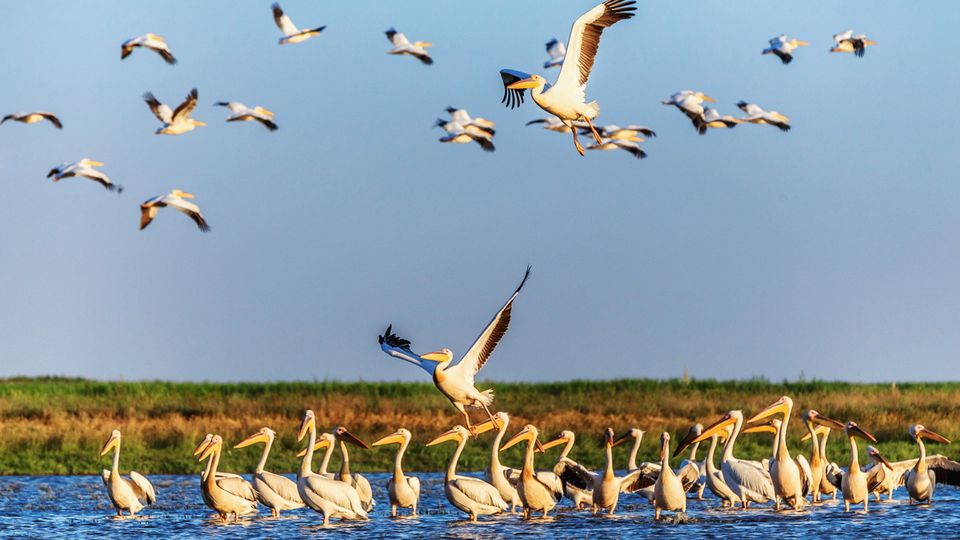 Pelikane im Donaudelta