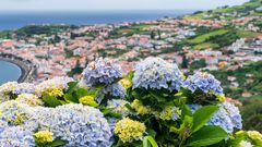 Hortensien Insel Faial Azoren