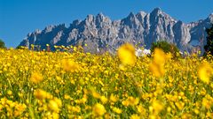 Wilder Kaiser mit Sommerwiese © tvbwilderkaiser