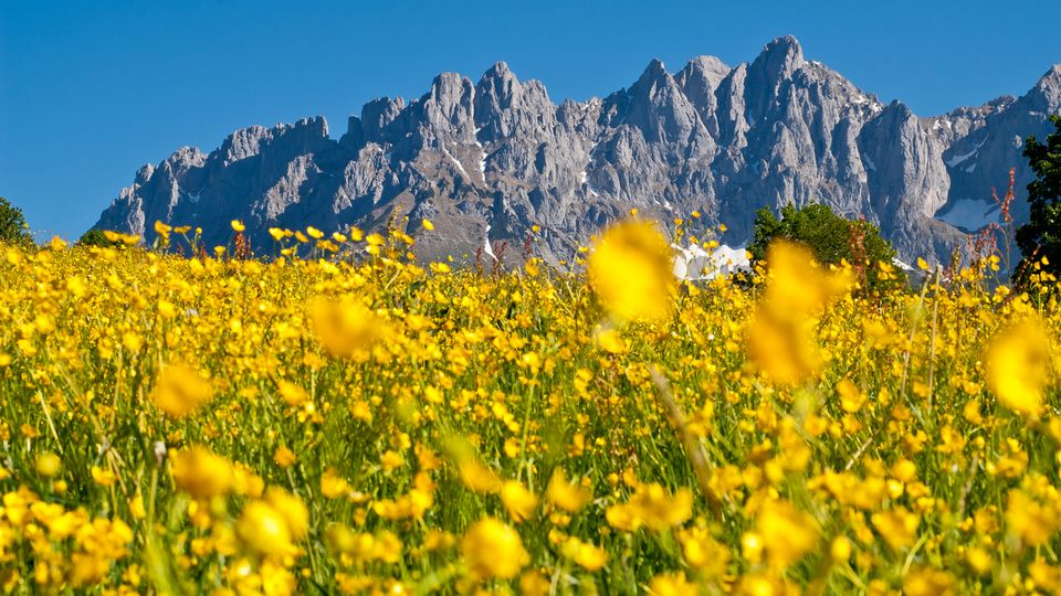 Wilder Kaiser mit Sommerwiese © tvbwilderkaiser