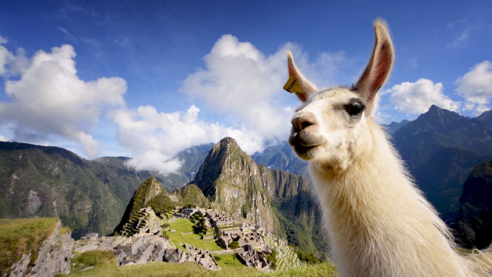 Lama in Machu Picchu