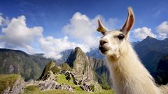 Lama in Machu Picchu