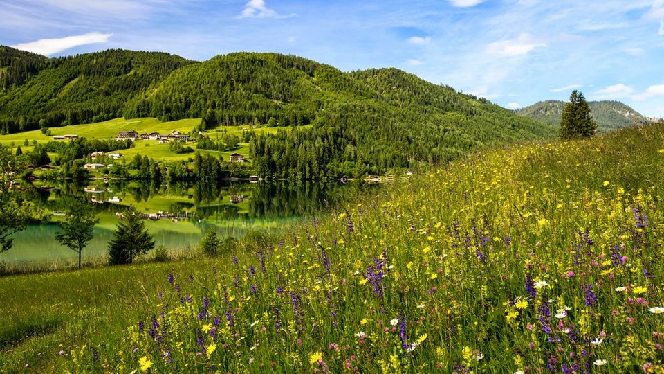 Hügellandschaft und Blumenwiese am Weissensee