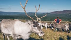 Rentierherde im Cairngorms Nationalpark