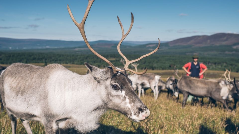 Rentierherde im Cairngorms Nationalpark