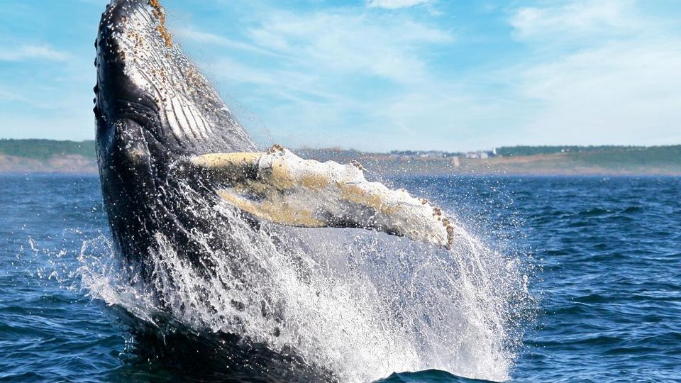 Walbeobachtung, Bay of Fundy, Nova Scotia