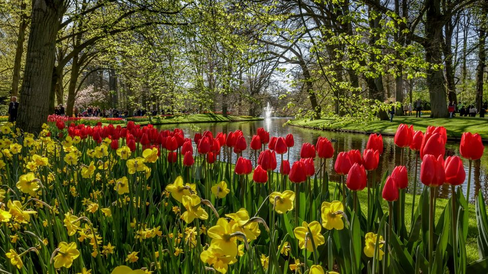 Tulpen und Narzissen