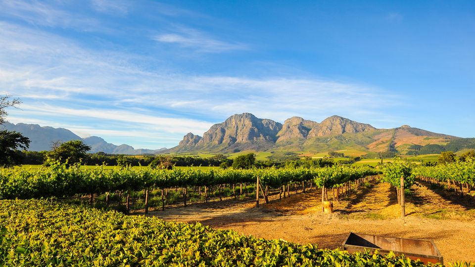 Stellenbosch Vineyards