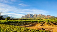 Stellenbosch Vineyards