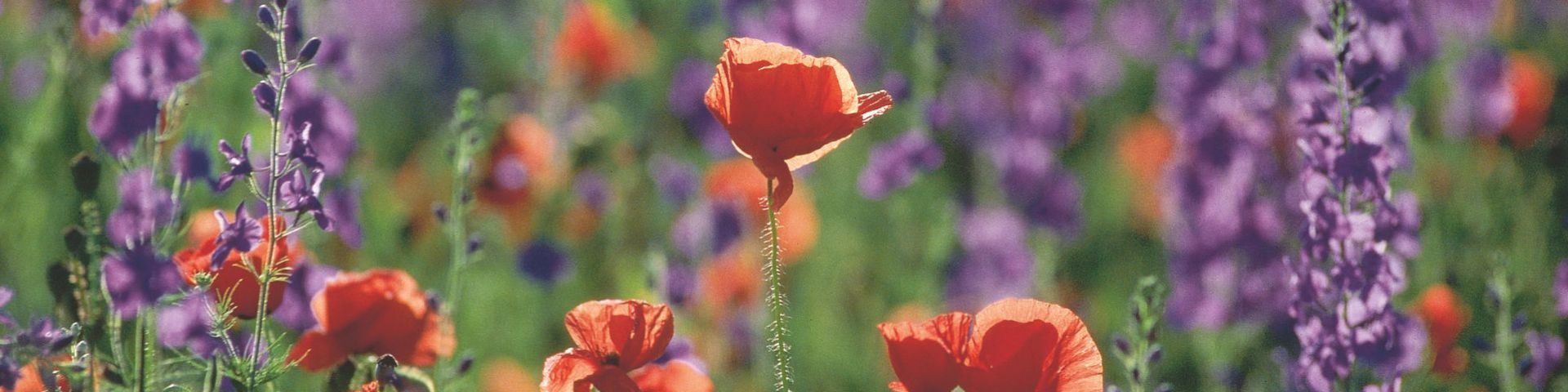 Mohnblumenfeld in Österreich bei einer Pfingstreise mit sz-Reisen