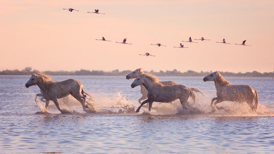 Abendstimmung mit Camargue-Pferden und fliegenden Flamingos