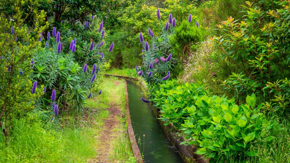 Entlang einer Levada auf Madeira