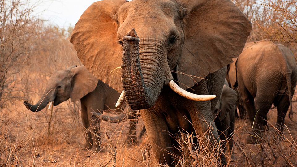 Elefant im Kruger Park