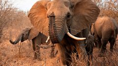 Elefant im Kruger Park