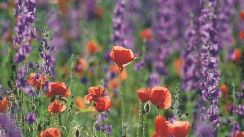 Mohnblumenfeld in Österreich bei einer Pfingstreise mit sz-Reisen