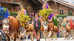 Almabtrieb in der Region Hohe Salve