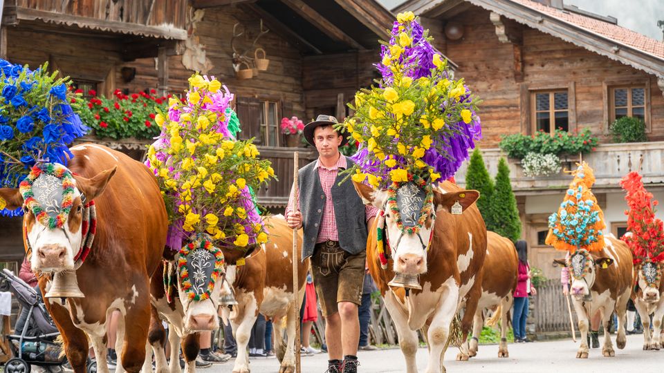 Almabtrieb in der Region Hohe Salve