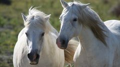 Camargue Pferde