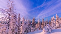 Schneebedeckter Wald und Berge bei Frost