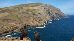 Falklandkarakara, West Point, Falklandinsel