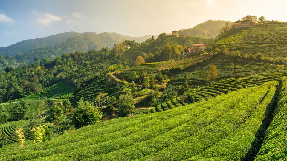 Schwarzes Meer Teefeld Türkei