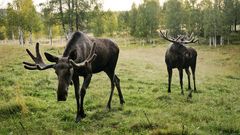 Elche ©Sara de Basly, imagebank.sweden.se Elche