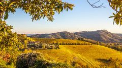 Weinberge in Collio Region