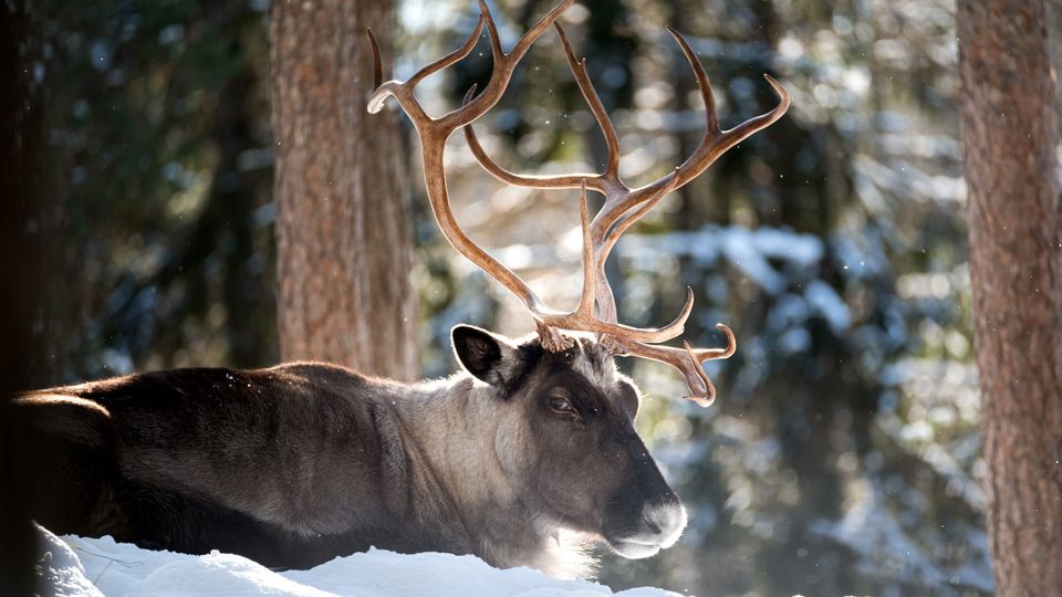 Rentier in einem verschneiten Wald in Finnland