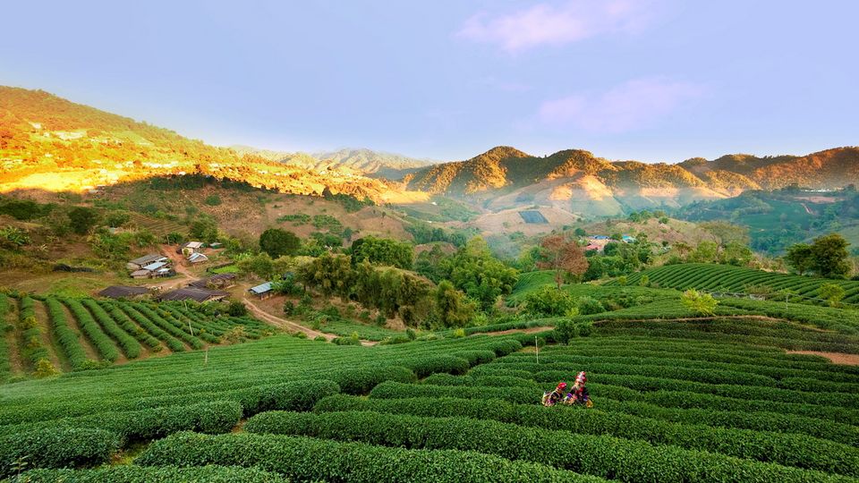 Chiang-Rai Doi Mae Salong