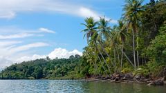 Palmen im Golfo Dulce, Costa Rica
