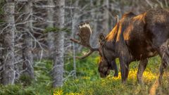 Elch im Cape Bretton Nationalpark