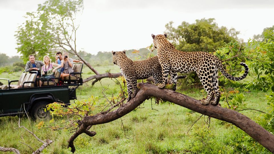 Safari mit Leopardensichtung
