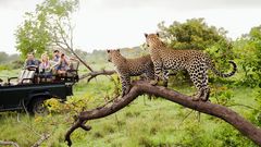 Safari mit Leopardensichtung